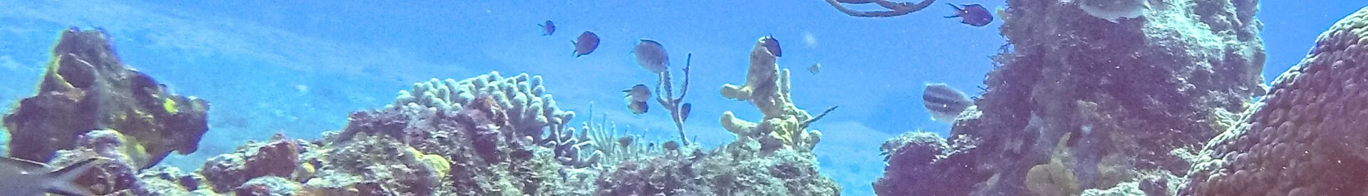 Cozumel Snorkel 3 Arrecifes