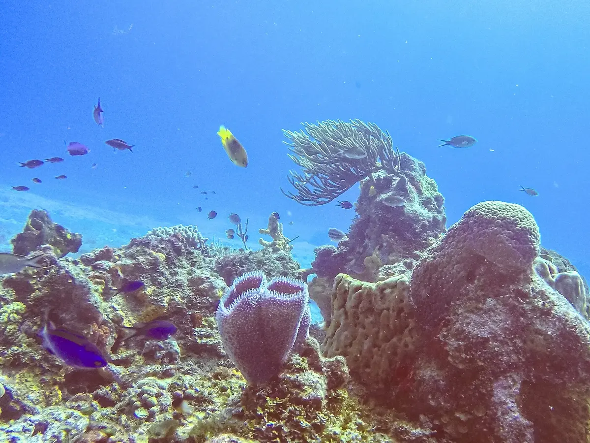 Akumal Snorkel con Tortugas + Cenote