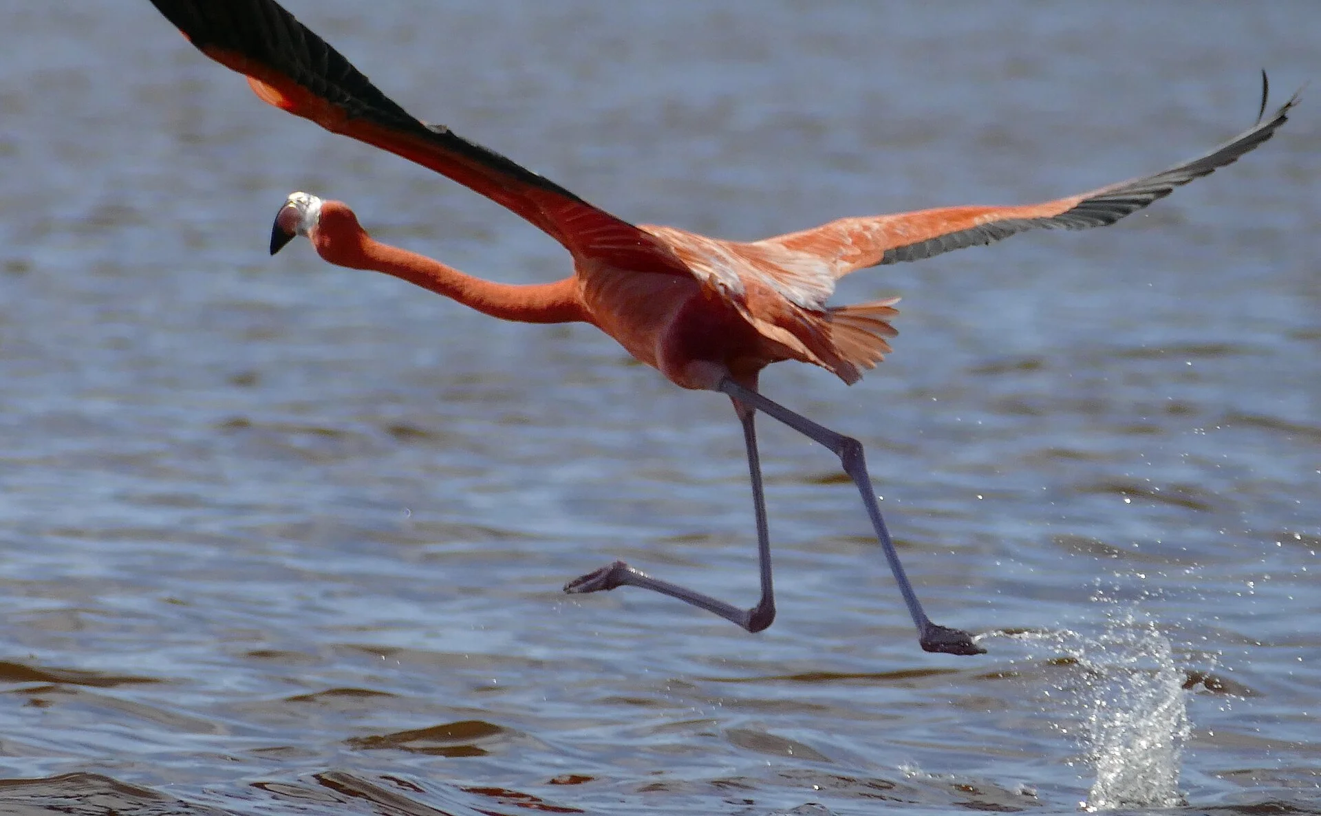 Flamencos rosados en la Reserva de Celestún Yucatán