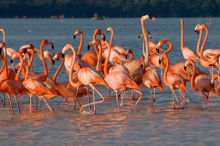 Isla Holbox: flamingos, bioluminiscencia y tiburon ballena &mdash; guia completa