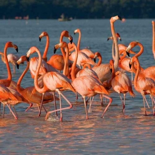 flamingos-celestun-AVLbL1QRZKSyNr6k flamingos-celestun-AVLbL1QRZKSyNr6k